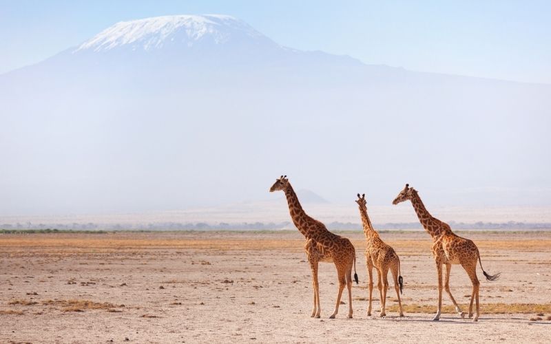 4 Days Mombasa Safari to Tsavo West, Amboseli and Tsavo East – Wildlife Watching safari in Kenya