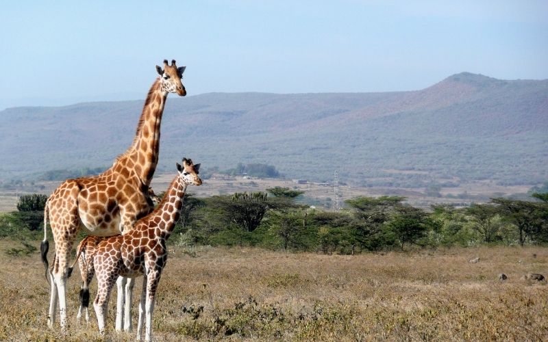 Masai Mara Safari – 7 days Masai Mara, Lake Nakuru, Amboseli and Tsavo west safari