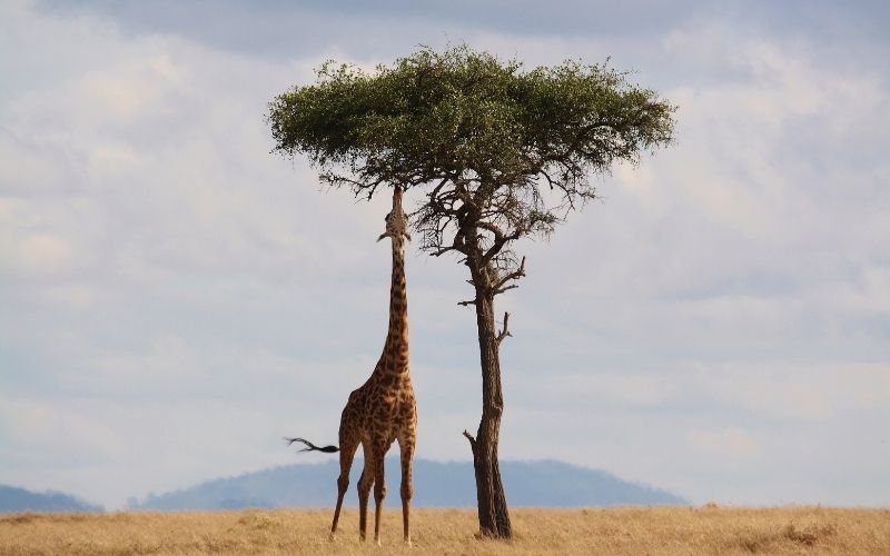 7 Days Tsavo East, Tsavo West, Amboseli, Masai Mara, Lake Nakuru and Bogoria, Nairobi and Mombasa – Road safari from Mombasa